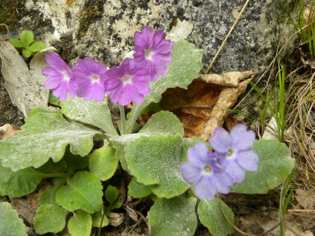 Primula albenensis / Primula del M. Alben